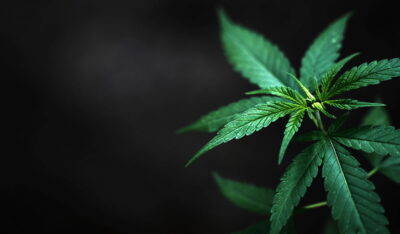 lisc hemp