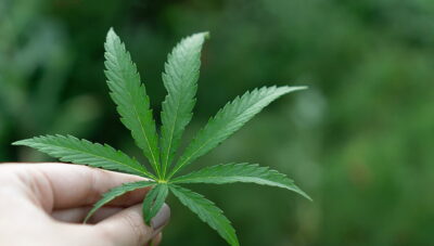 hemp in hand