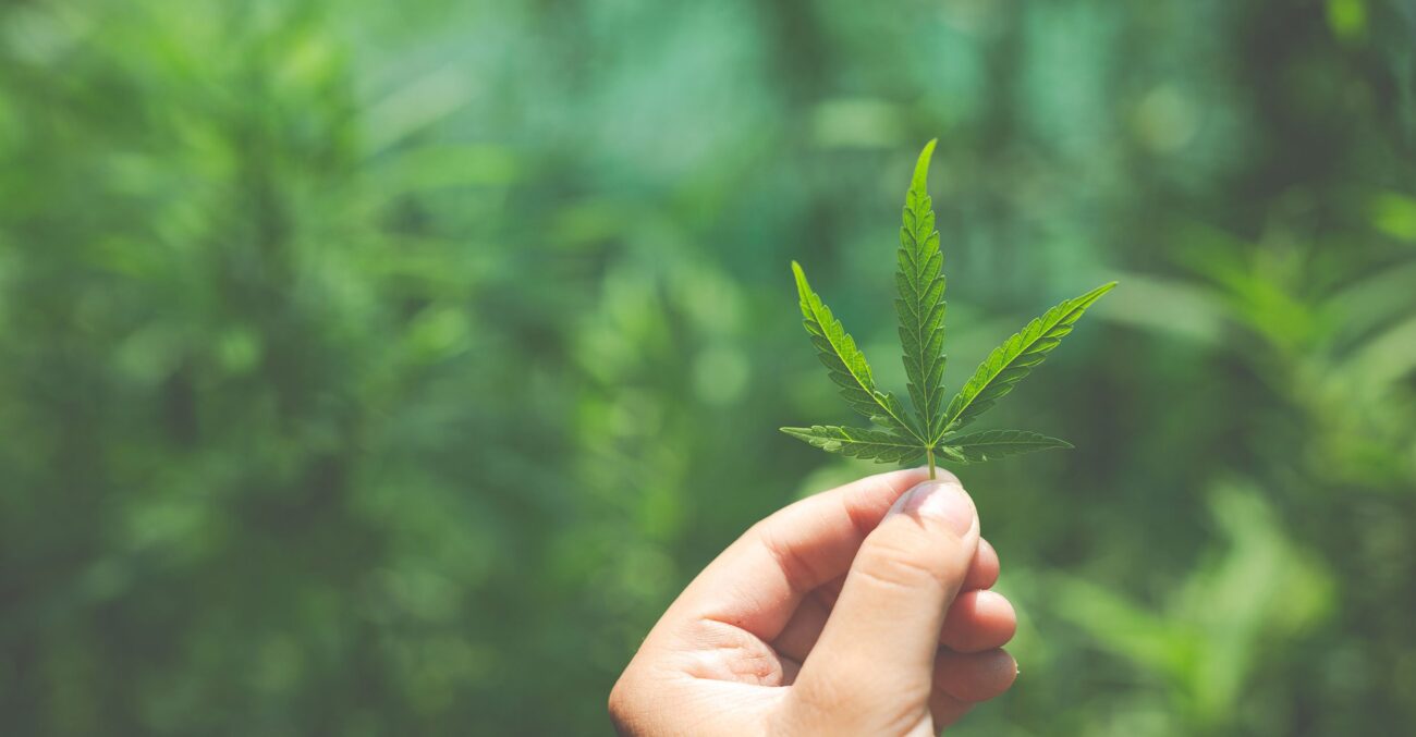Marihuana leaf