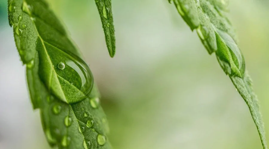 canabis leaf