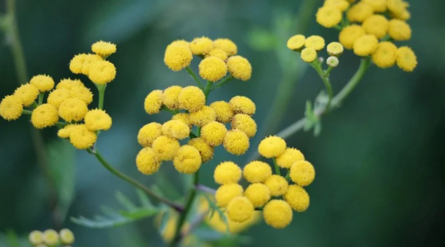 kocanka
