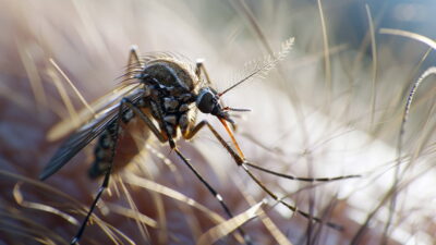 naturalne-sposoby-na-owady-i-regenerację-skóry-po-ukąszeniach